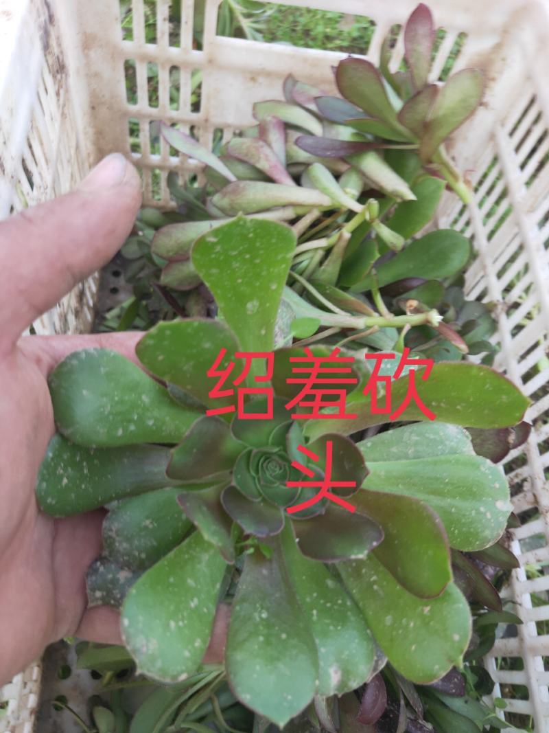多肉植物法师各种多肉植物法师砍头苗优质砍头苗