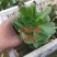 多肉植物法师各种多肉植物法师砍头苗优质砍头苗