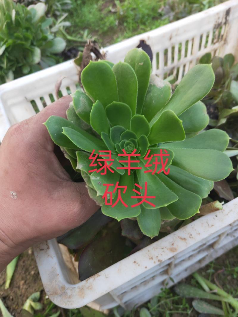 多肉植物法师各种多肉植物法师砍头苗优质砍头苗