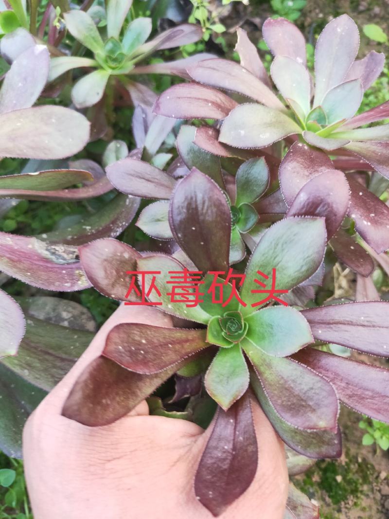 多肉植物法师各种多肉植物法师砍头苗优质砍头苗