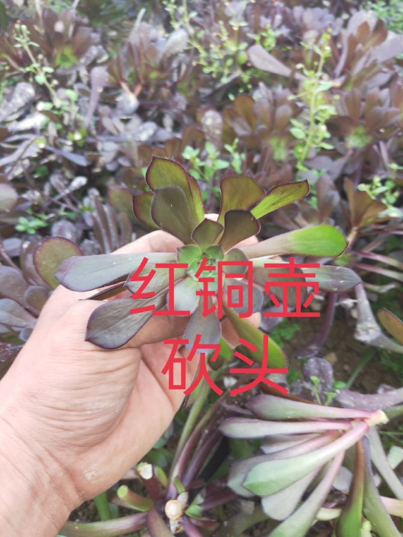 多肉植物法师各种多肉植物法师砍头苗优质砍头苗