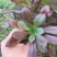 多肉植物法师各种多肉植物法师砍头苗优质砍头苗