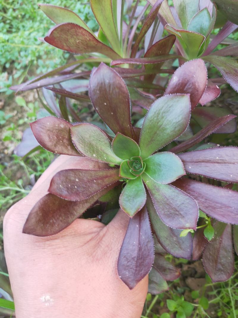 多肉植物法师各种多肉植物法师砍头苗优质砍头苗