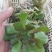 多肉植物法师各种多肉植物法师砍头苗优质砍头苗