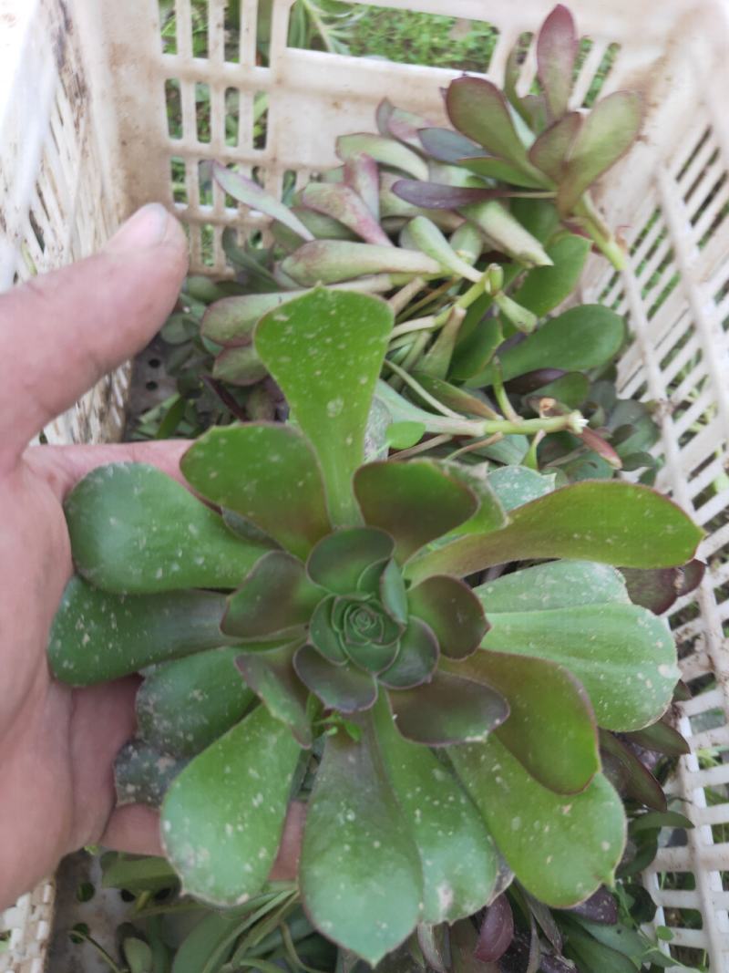 多肉植物法师各种多肉植物法师砍头苗优质砍头苗