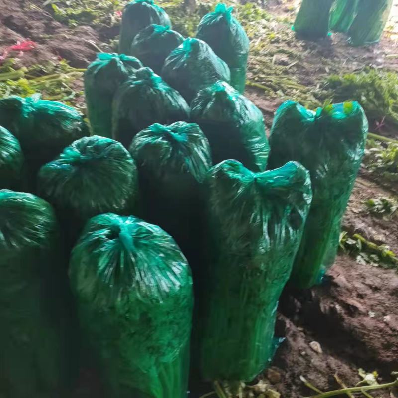 芹菜毛菜，产地直采货源稳定供应全国市场，欢迎咨询