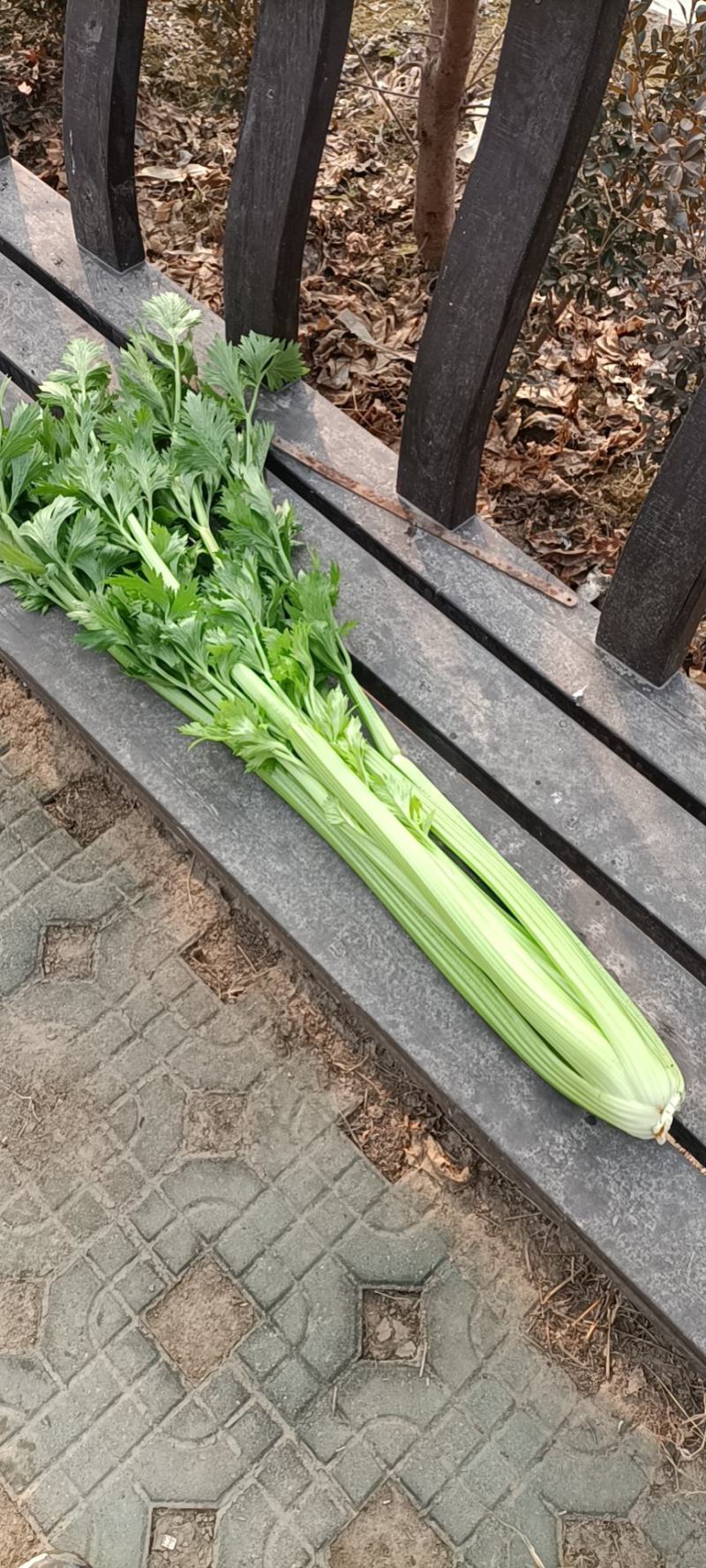 芹菜毛菜，产地直采货源稳定供应全国市场，欢迎咨询