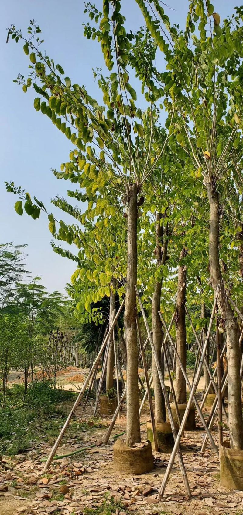 大量供应：15公分羊蹄甲