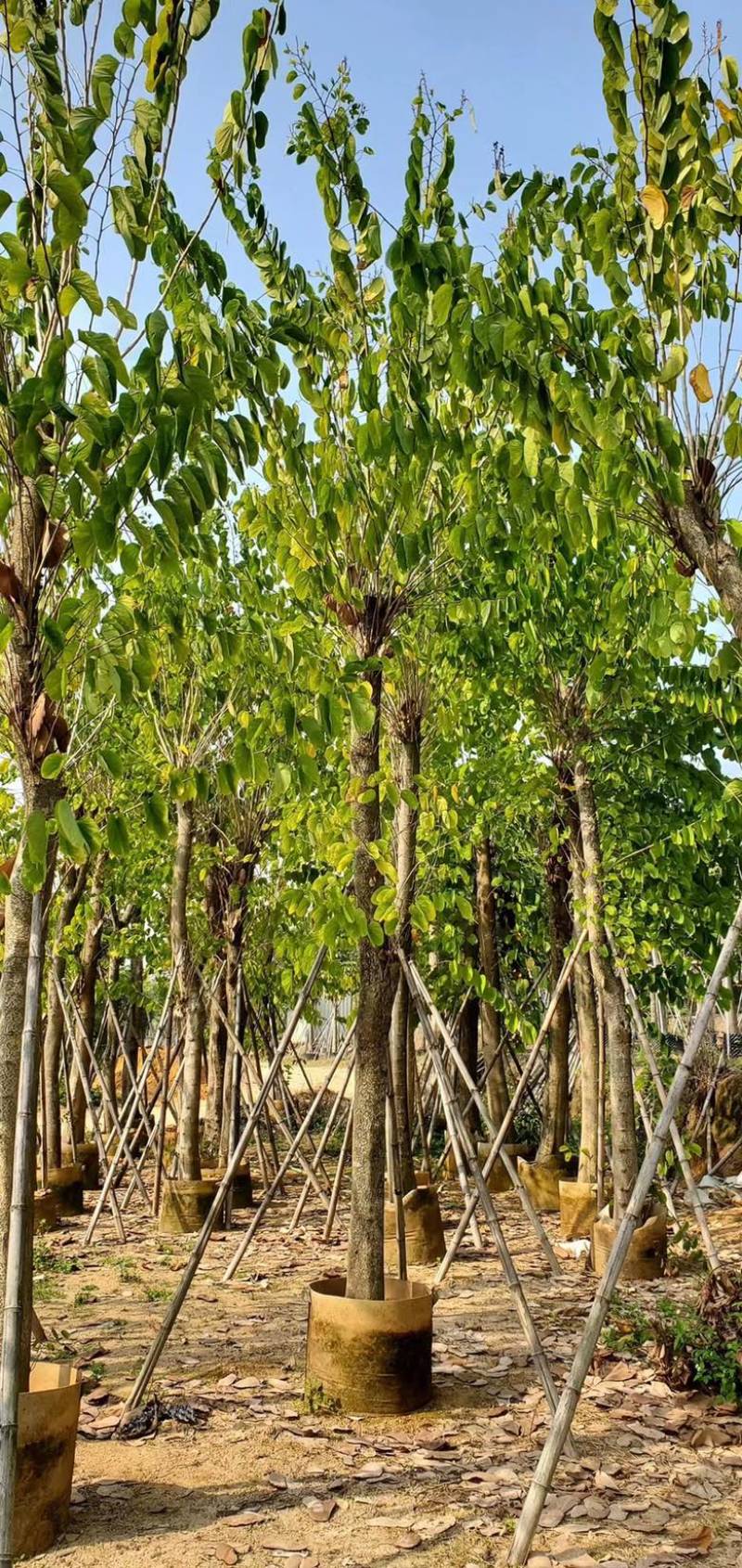 大量供应：15公分羊蹄甲