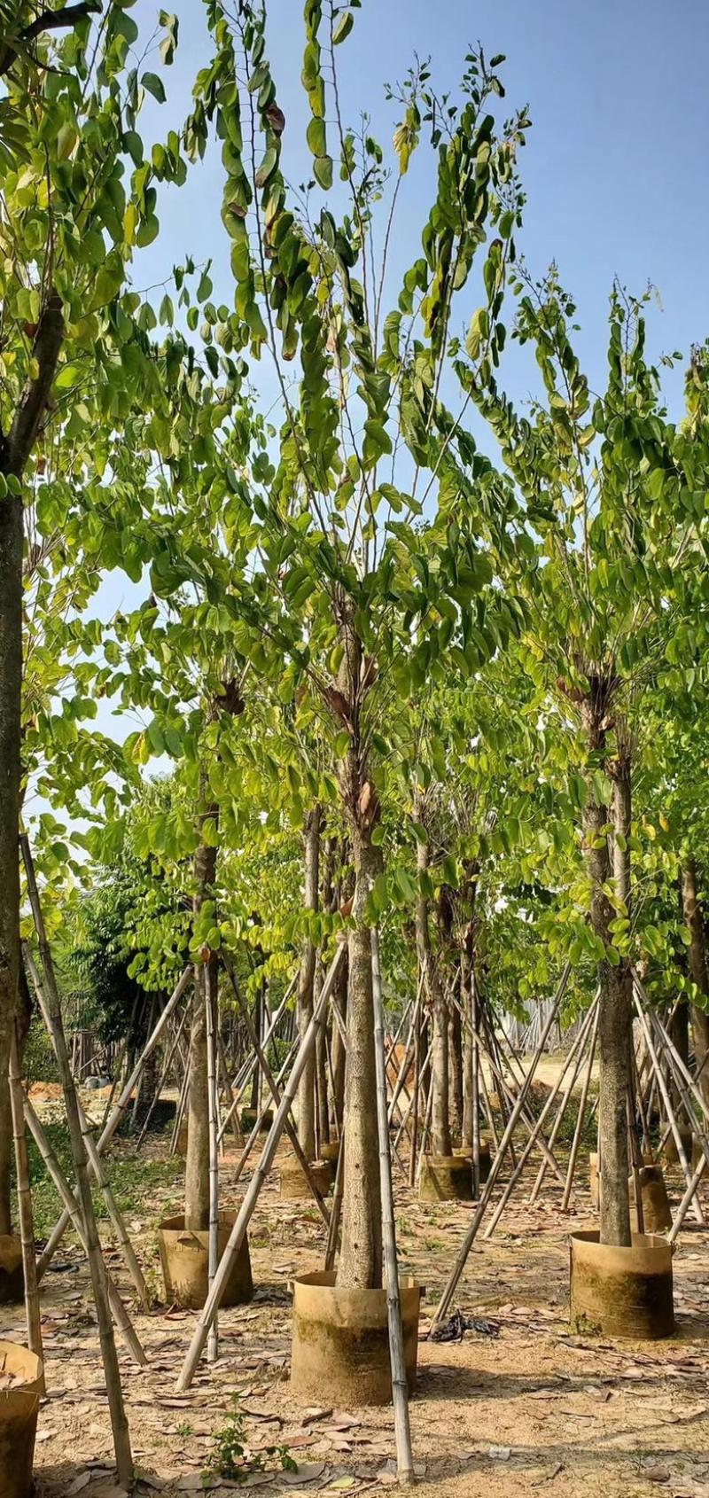 大量供应：15公分羊蹄甲