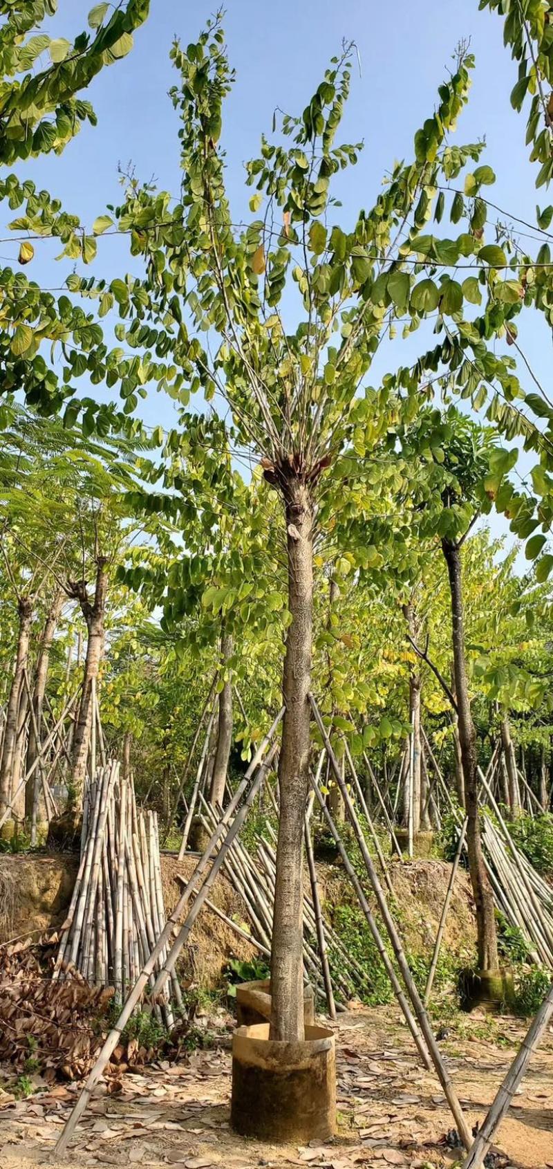 大量供应：15公分羊蹄甲