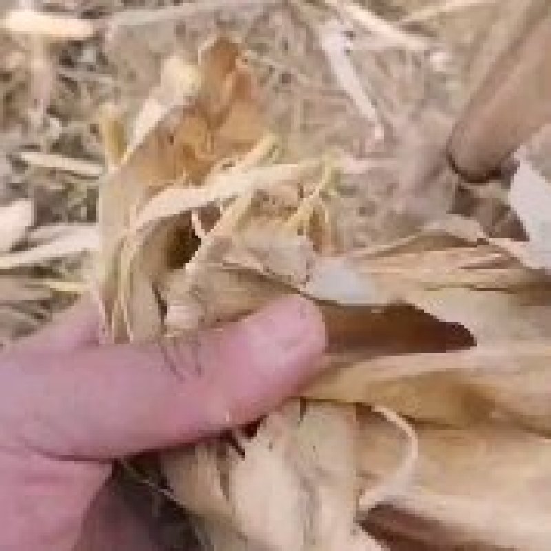 玉米秸秆，干玉米秸秆