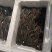 即食海参，半干海参，淡干海参，干海参，品种加工齐全