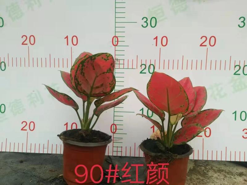 90红颜新批次超红盆栽办公室家庭绿植