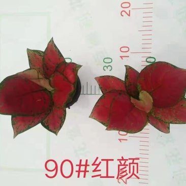 90红颜新批次超红盆栽办公室家庭绿植