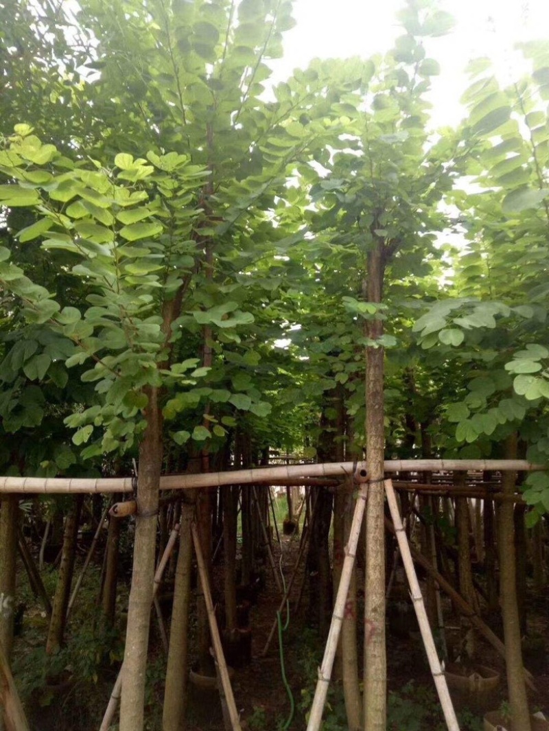 大量供应：15公分羊蹄甲