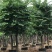 大量供应:15公分羊蹄甲