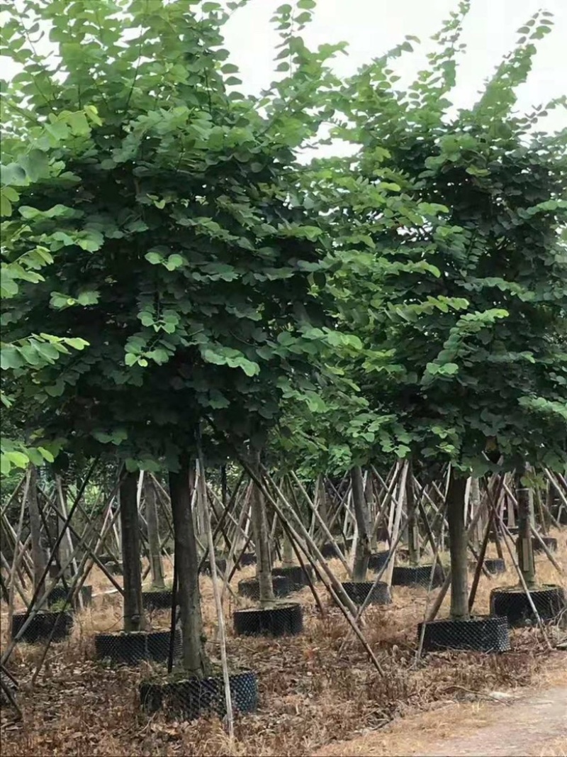 大量供应：15公分羊蹄甲