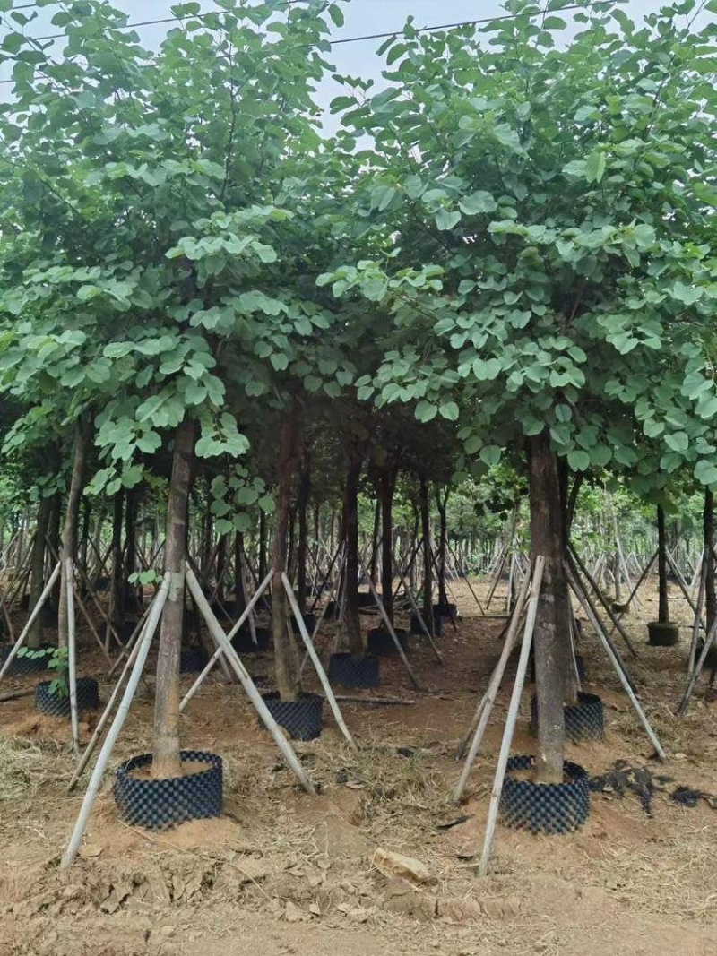 大量供应：15公分羊蹄甲
