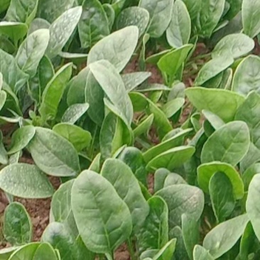 小叶菠菜安徽菠菜产地直发货量充足量大从优