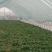 小叶菠菜安徽菠菜产地直发货量充足量大从优