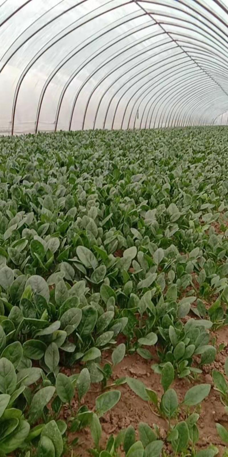 小叶菠菜安徽菠菜产地直发货量充足量大从优