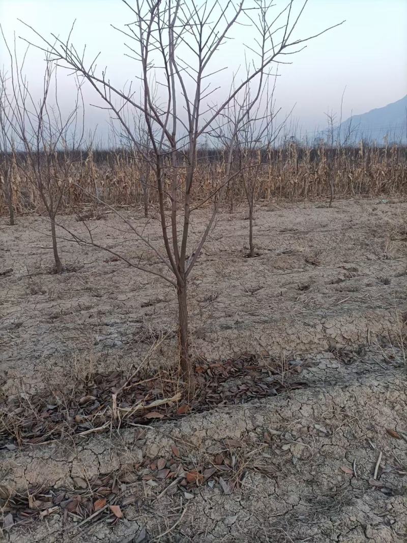 柿子树1-30公分。运城万亩果树基地。价格实惠。