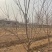 柿子树1-30公分。运城万亩果树基地。价格实惠。