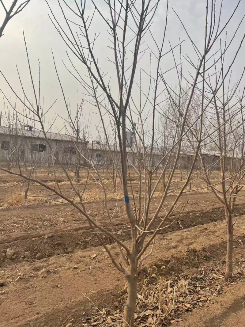 柿子树1-30公分。运城万亩果树基地。价格实惠。