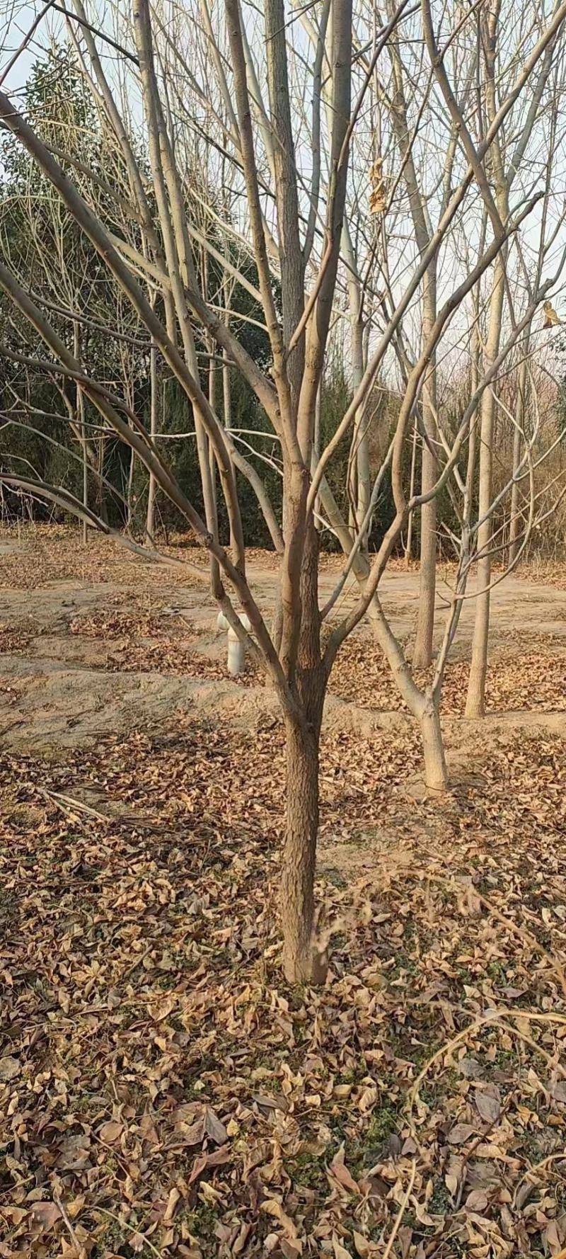 柿子树1-30公分。运城万亩果树基地。价格实惠。