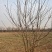 柿子树1-30公分。运城万亩果树基地。价格实惠。