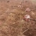 柿子树1-30公分。运城万亩果树基地。价格实惠。