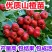 山楂树活苗嫁接大山楂树苗果大甜南北方盆地栽当年结果