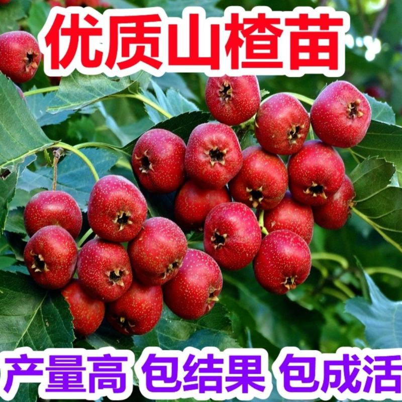 山楂树活苗嫁接大山楂树苗果大甜南北方盆地栽当年结果