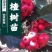山楂树活苗嫁接大山楂树苗果大甜南北方盆地栽当年结果