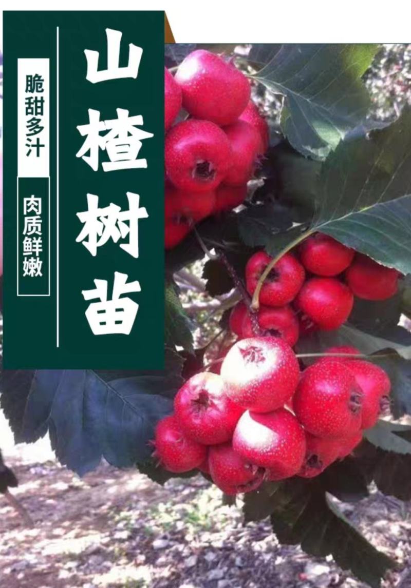 山楂树活苗嫁接大山楂树苗果大甜南北方盆地栽当年结果