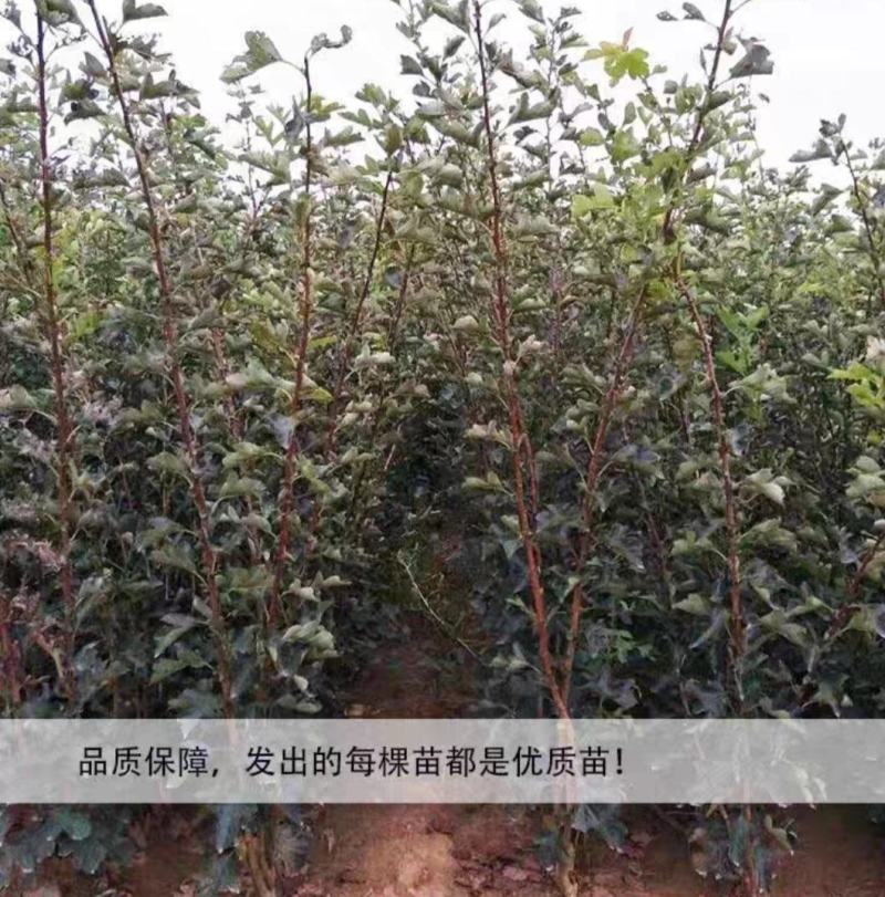 山楂树活苗嫁接大山楂树苗果大甜南北方盆地栽当年结果
