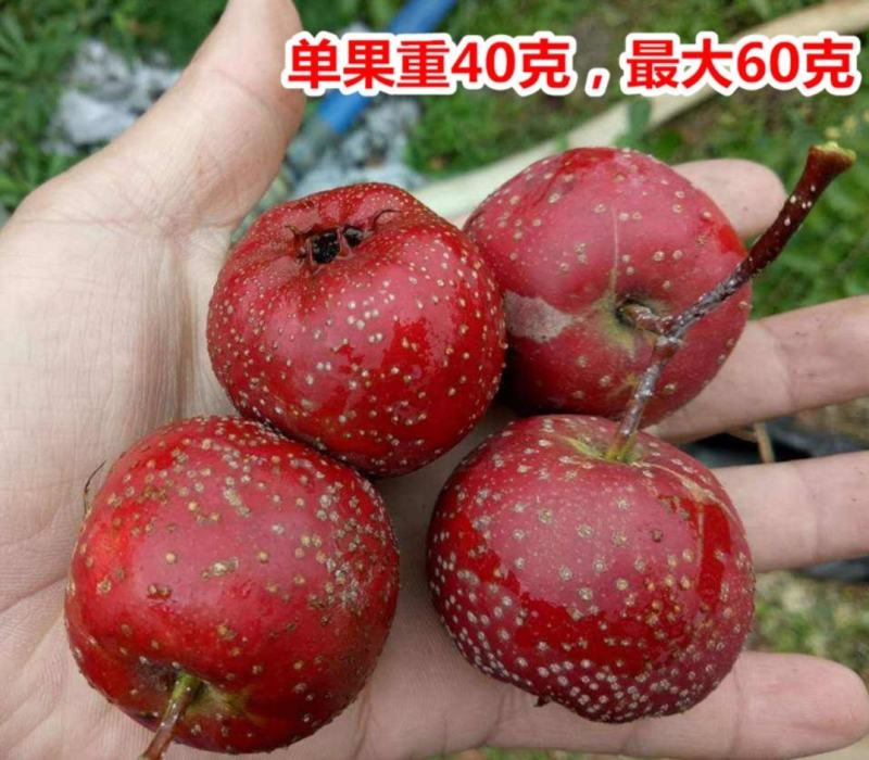 山楂树活苗嫁接大山楂树苗果大甜南北方盆地栽当年结果