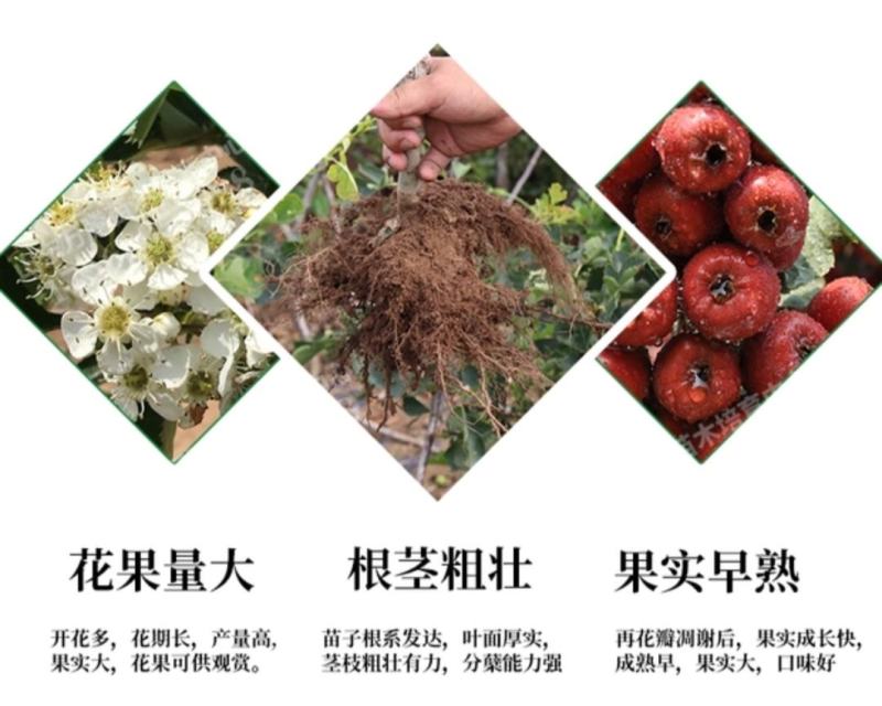 山楂树活苗嫁接大山楂树苗果大甜南北方盆地栽当年结果