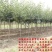 山楂树活苗嫁接大山楂树苗果大甜南北方盆地栽当年结果