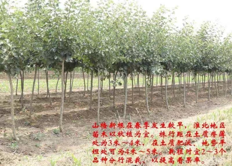 山楂树活苗嫁接大山楂树苗果大甜南北方盆地栽当年结果