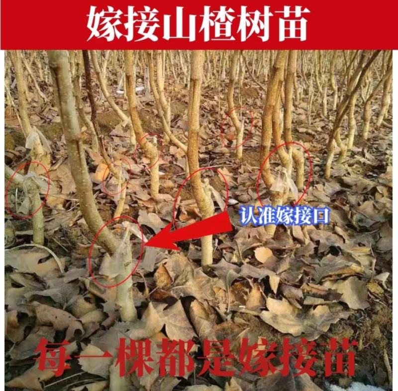 山楂树活苗嫁接大山楂树苗果大甜南北方盆地栽当年结果