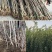 山楂树活苗嫁接大山楂树苗果大甜南北方盆地栽当年结果