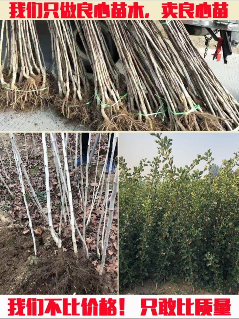 山楂树活苗嫁接大山楂树苗果大甜南北方盆地栽当年结果