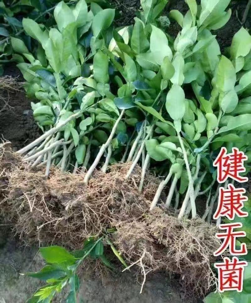 嫁接柚子苗泰国红柚子苗南北方种植水果树苗盆栽地栽当年结果