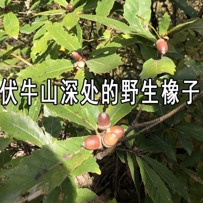 凉粉橡子凉粉即食河南卢氏特产伏牛山特产新鲜橡子凉粉包邮