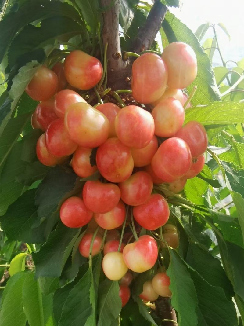 辉煌1—5矮化大樱桃苗硬度高不裂果基地发货保证纯度包邮