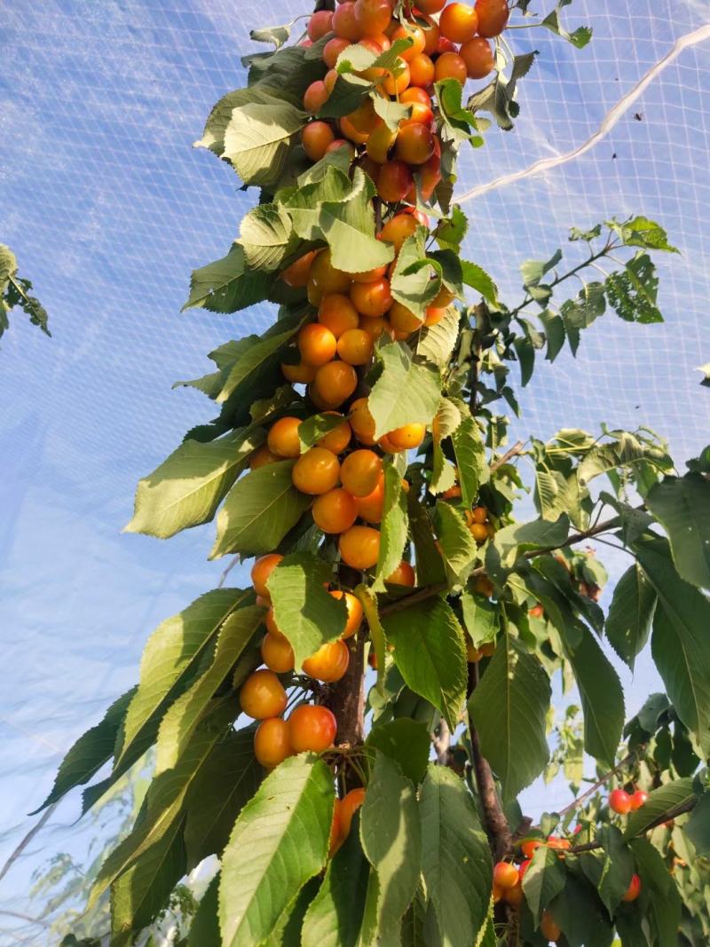 辉煌1—5矮化大樱桃苗硬度高不裂果基地发货保证纯度包邮