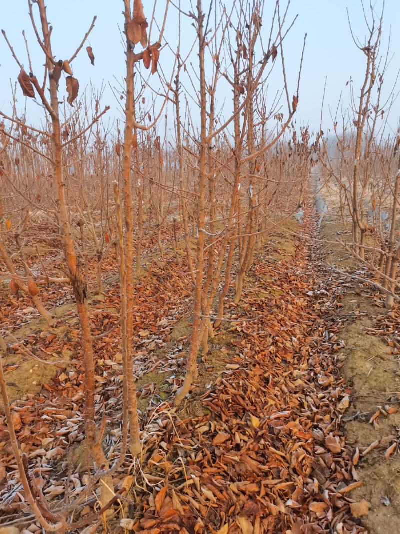 辉煌1—5矮化大樱桃苗硬度高不裂果基地发货保证纯度包邮