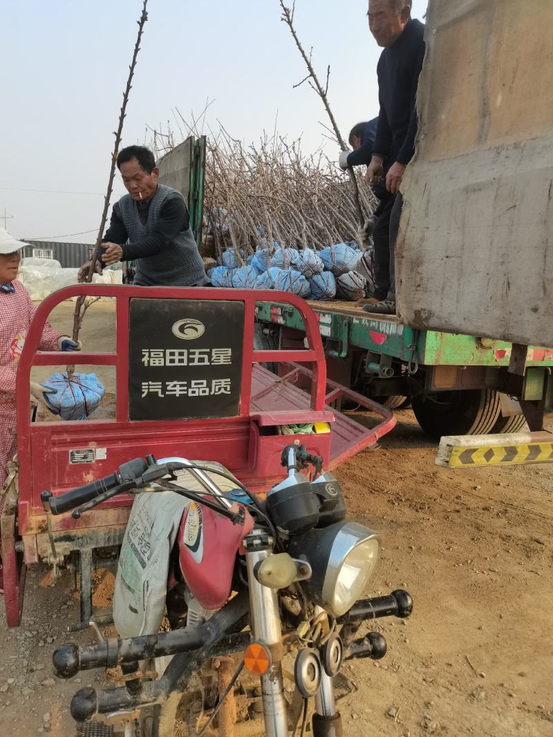 辉煌1—5矮化大樱桃苗硬度高不裂果基地发货保证纯度包邮